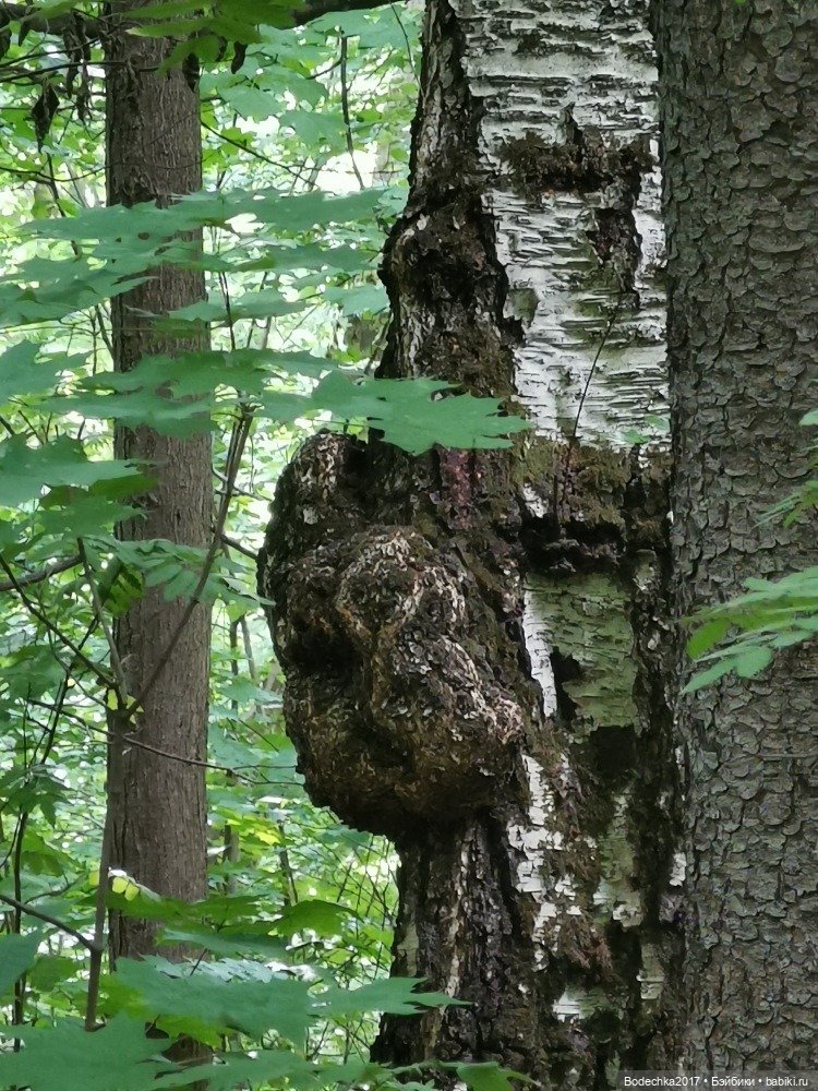 Лес скучал без меня — Винтажные куклы ГДР (Немки): Бигги