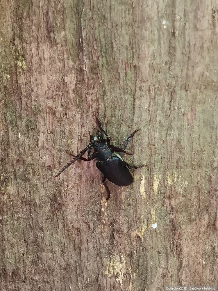 Лес скучал без меня — Винтажные куклы ГДР (Немки): Бигги