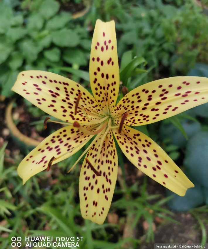 Паолочка-лето — Куклы Paola Reina (Паола Рейна): новинки (фото 2)