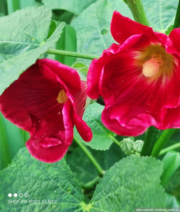 Паолочка-лето — Куклы Paola Reina (Паола Рейна): новинки