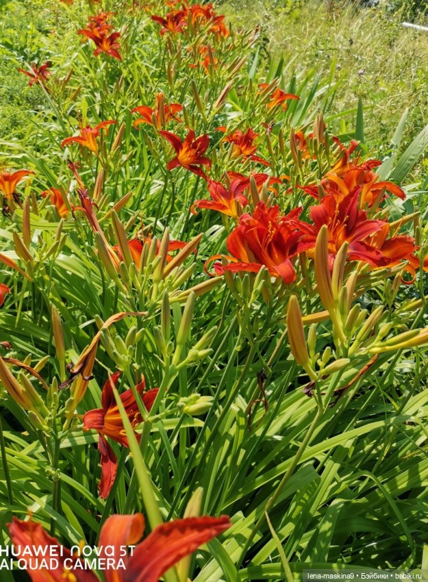 Паолочка-лето — Куклы Paola Reina (Паола Рейна): новинки (фото 3)