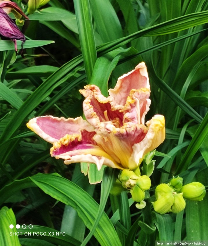 Паолочка-лето — Куклы Paola Reina (Паола Рейна): новинки