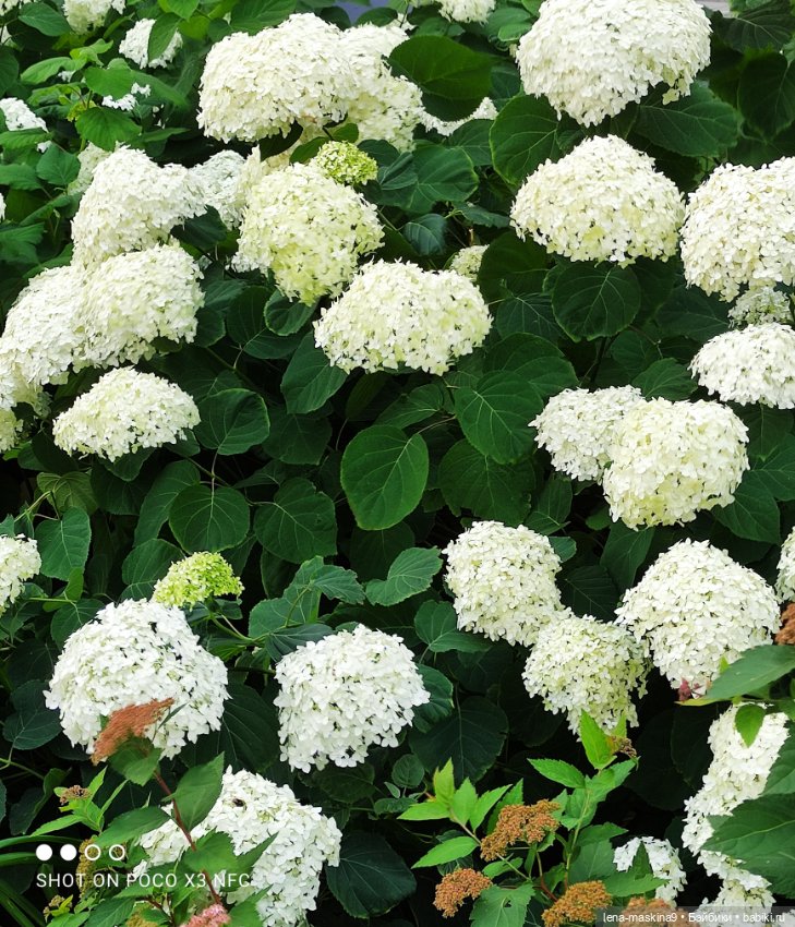 Паолочка-лето — Куклы Paola Reina (Паола Рейна): новинки