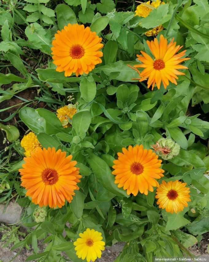 Паолочка-лето — Куклы Paola Reina (Паола Рейна): новинки (фото 9)