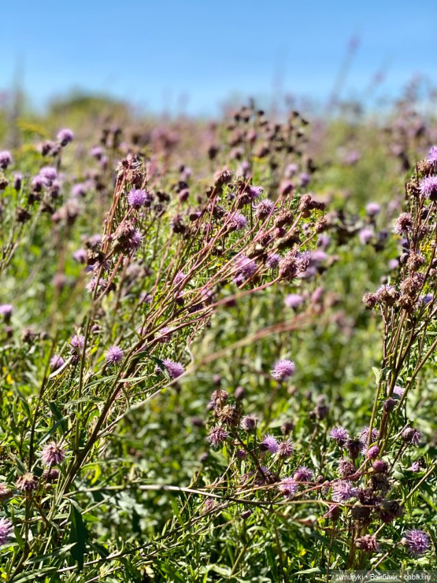 Вот и август 🌸 — Куклы Ruby Red (Руби Ред) Fashion Friends: Siblies
