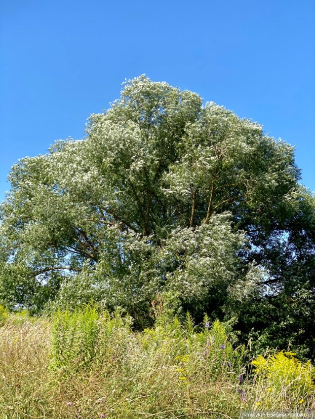 Вот и август 🌸 — Куклы Ruby Red (Руби Ред) Fashion Friends: Siblies