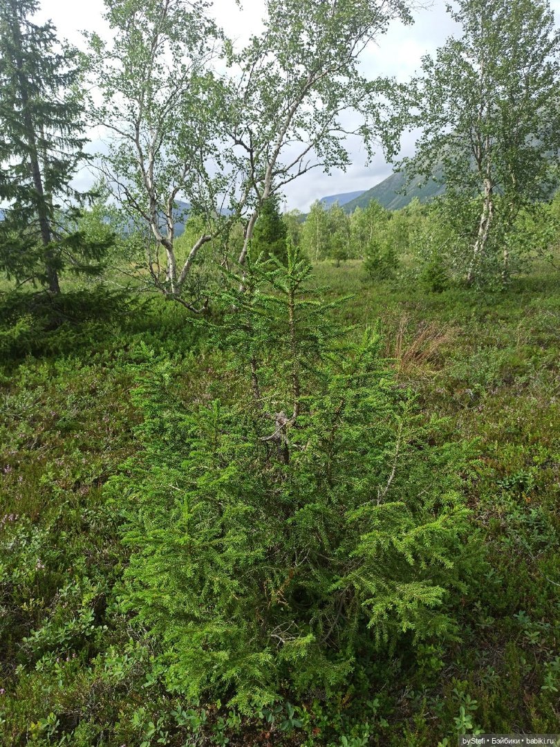 Немножко природы. Грибочки. 1 августа 2022