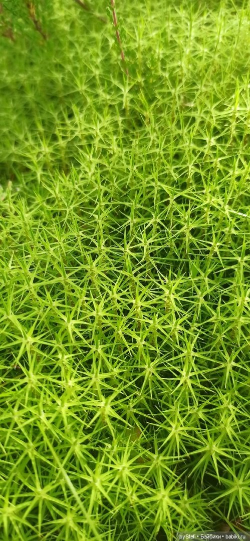 Немножко природы. Грибочки. 1 августа 2022