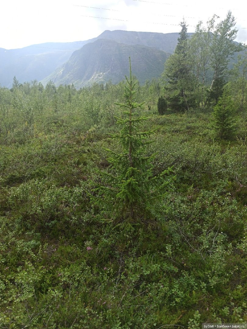 Немножко природы. Грибочки. 1 августа 2022