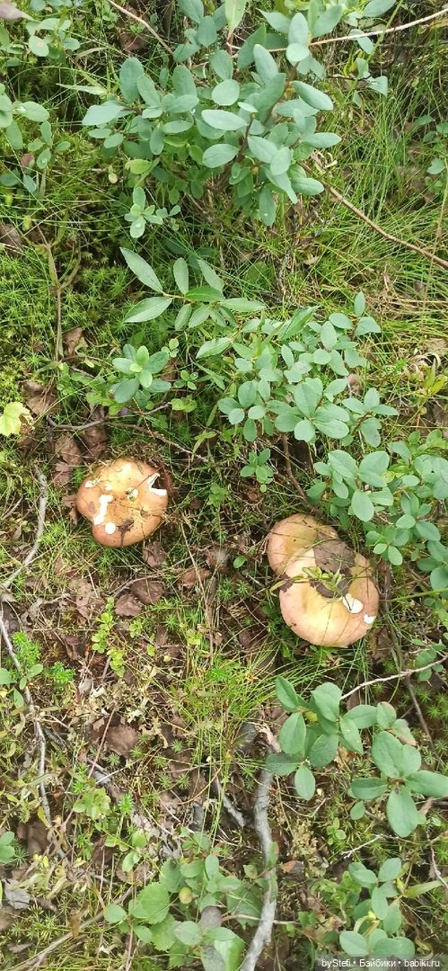 Немножко природы. Грибочки. 1 августа 2022