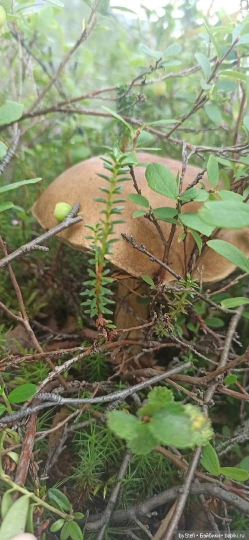 Немножко природы. Грибочки. 1 августа 2022