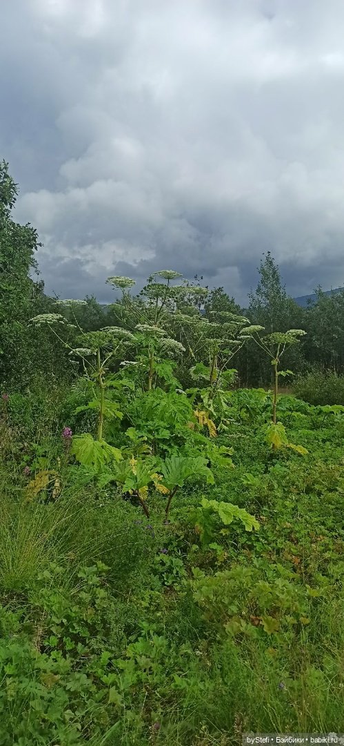 Немножко природы. Грибочки. 1 августа 2022