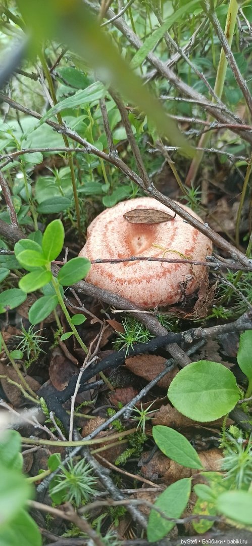 Немножко природы. Грибочки. 1 августа 2022