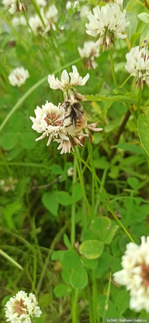Немножко природы. Грибочки. 1 августа 2022 (фото 6)