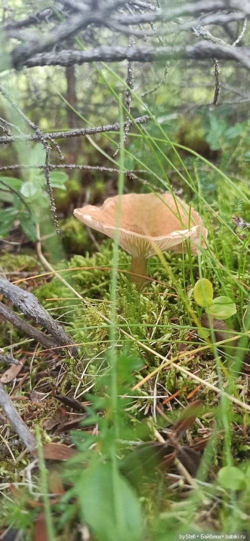 Немножко природы. Грибочки. 1 августа 2022