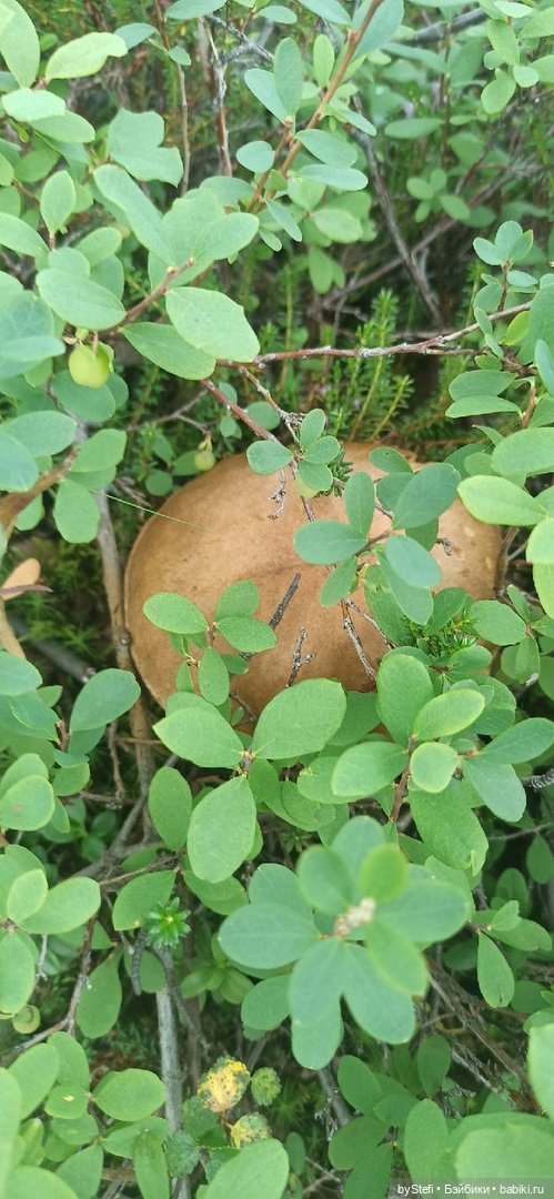 Немножко природы. Грибочки. 1 августа 2022