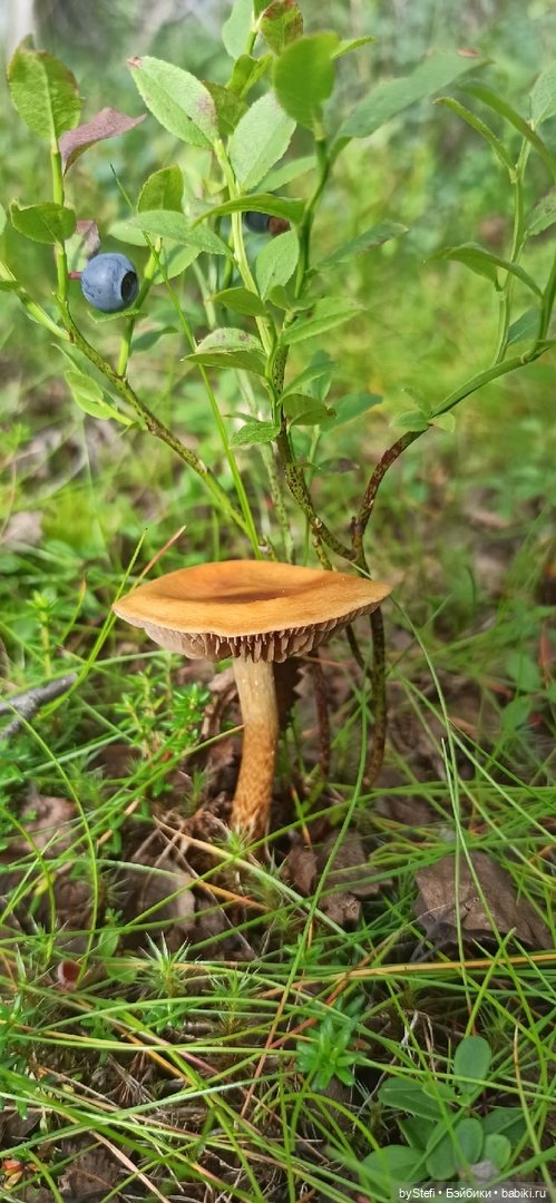 Немножко природы. Грибочки. 1 августа 2022 (фото 10)