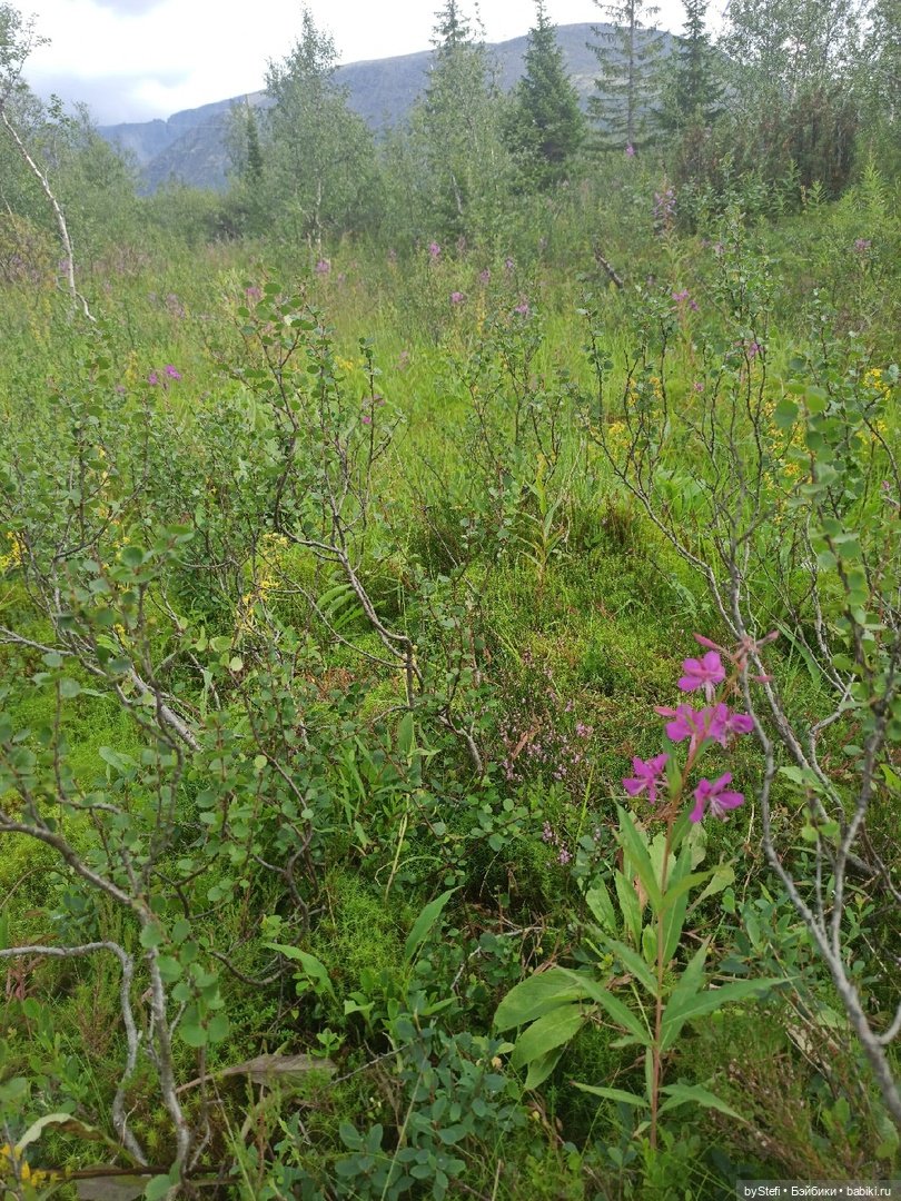 Немножко природы. Грибочки. 1 августа 2022