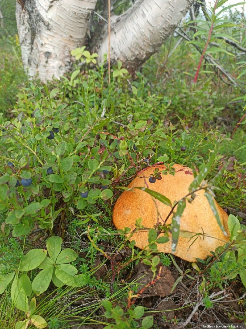 Немножко природы. Грибочки. 1 августа 2022 (фото 8)