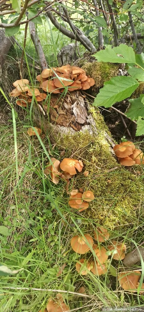 Немножко природы. Грибочки. 1 августа 2022