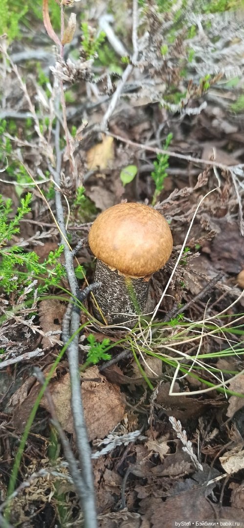 Немножко природы. Грибочки. 1 августа 2022