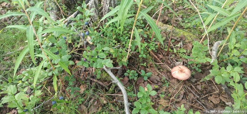 Немножко природы. Грибочки. 1 августа 2022