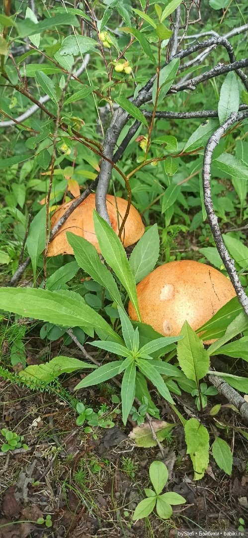 Немножко природы. Грибочки. 1 августа 2022