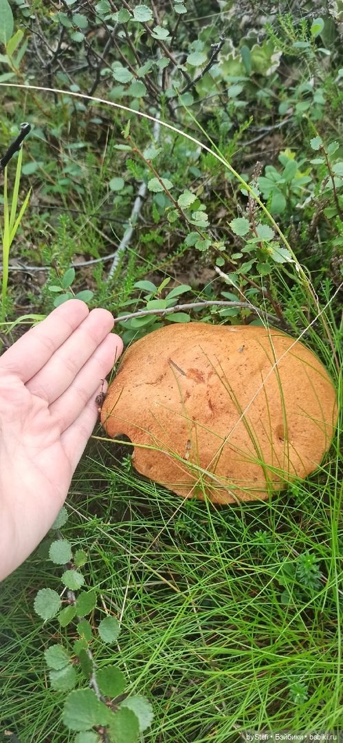 Немножко природы. Грибочки. 1 августа 2022