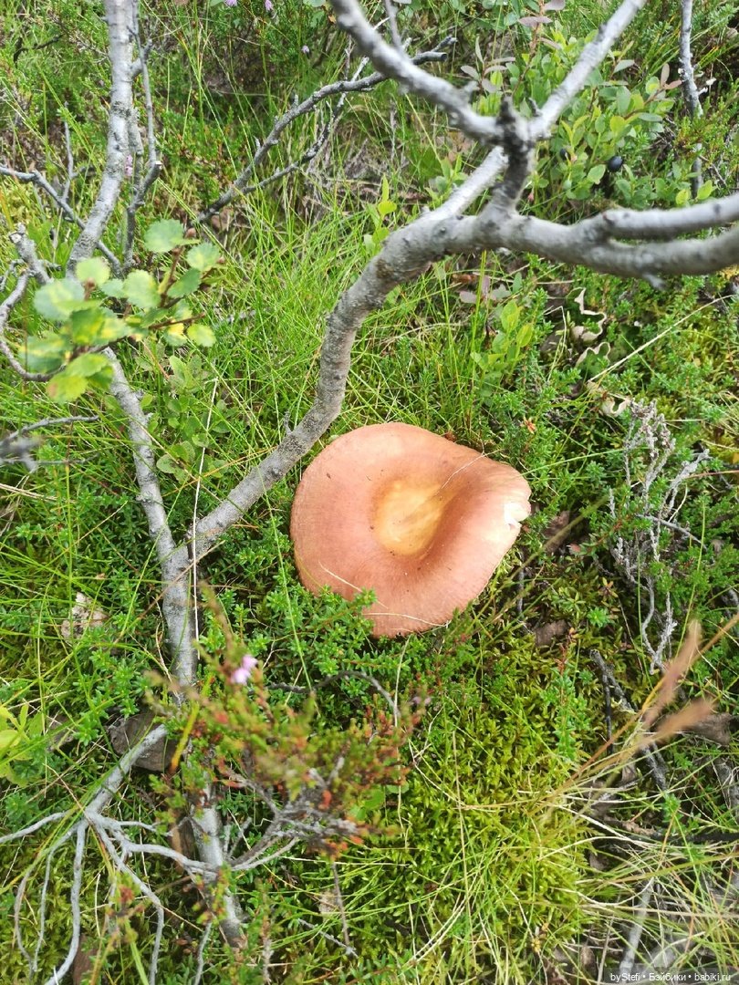 Немножко природы. Грибочки. 1 августа 2022