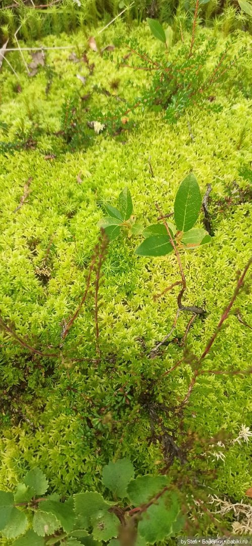 Немножко природы. Грибочки. 1 августа 2022