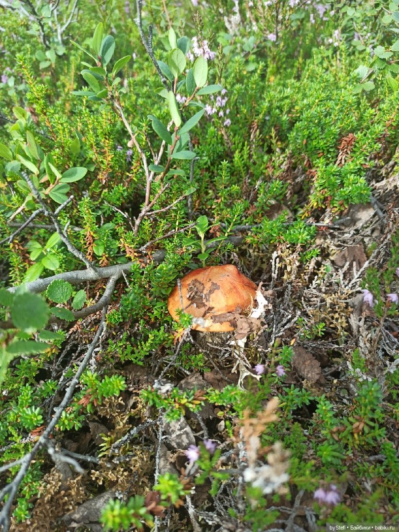 Немножко природы. Грибочки. 1 августа 2022