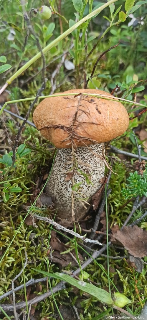 Немножко природы. Грибочки. 1 августа 2022