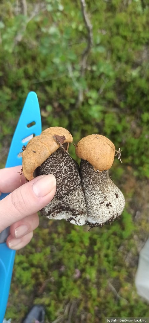 Немножко природы. Грибочки. 1 августа 2022