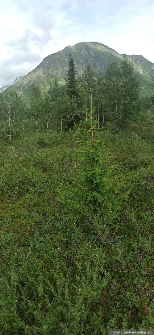 Немножко природы. Грибочки. 1 августа 2022