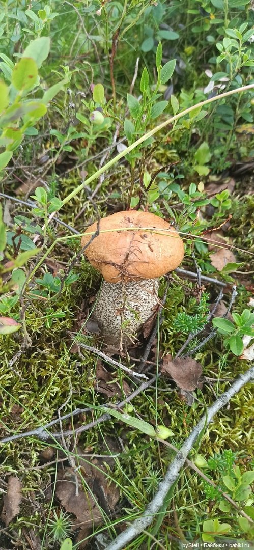 Немножко природы. Грибочки. 1 августа 2022