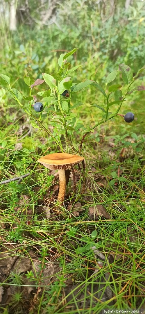 Немножко природы. Грибочки. 1 августа 2022