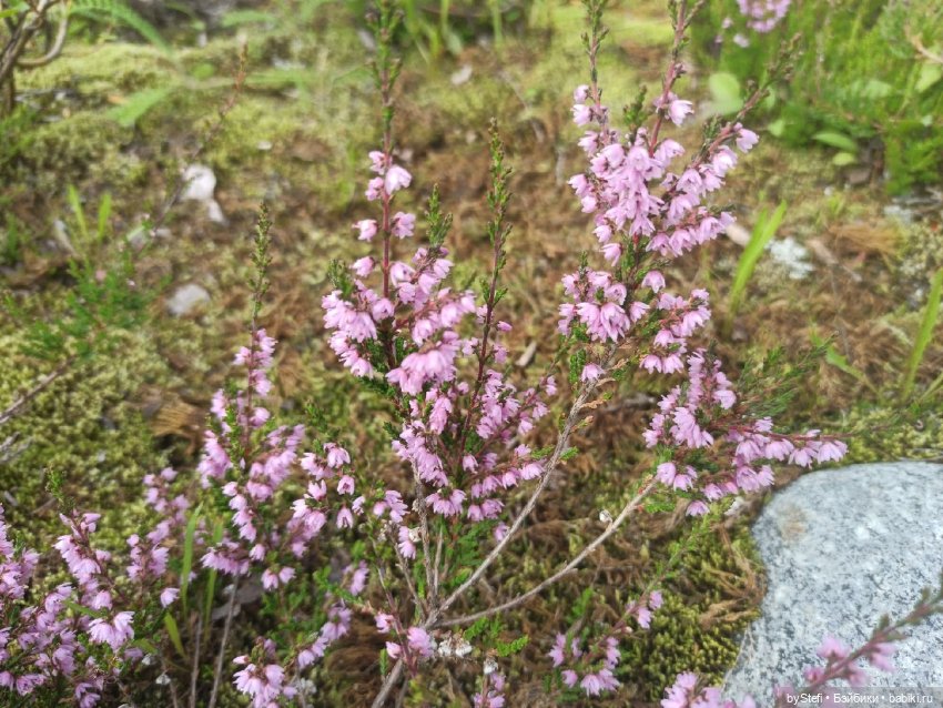 Немножко природы. Грибочки. 1 августа 2022