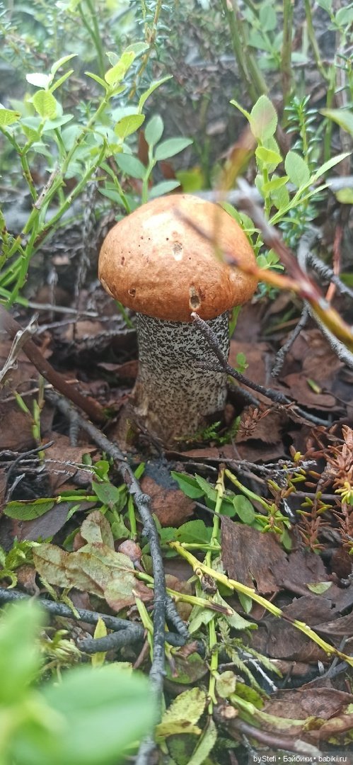 Немножко природы. Грибочки. 1 августа 2022