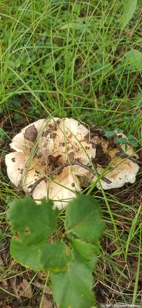 Немножко природы. Грибочки. 1 августа 2022 (фото 7)