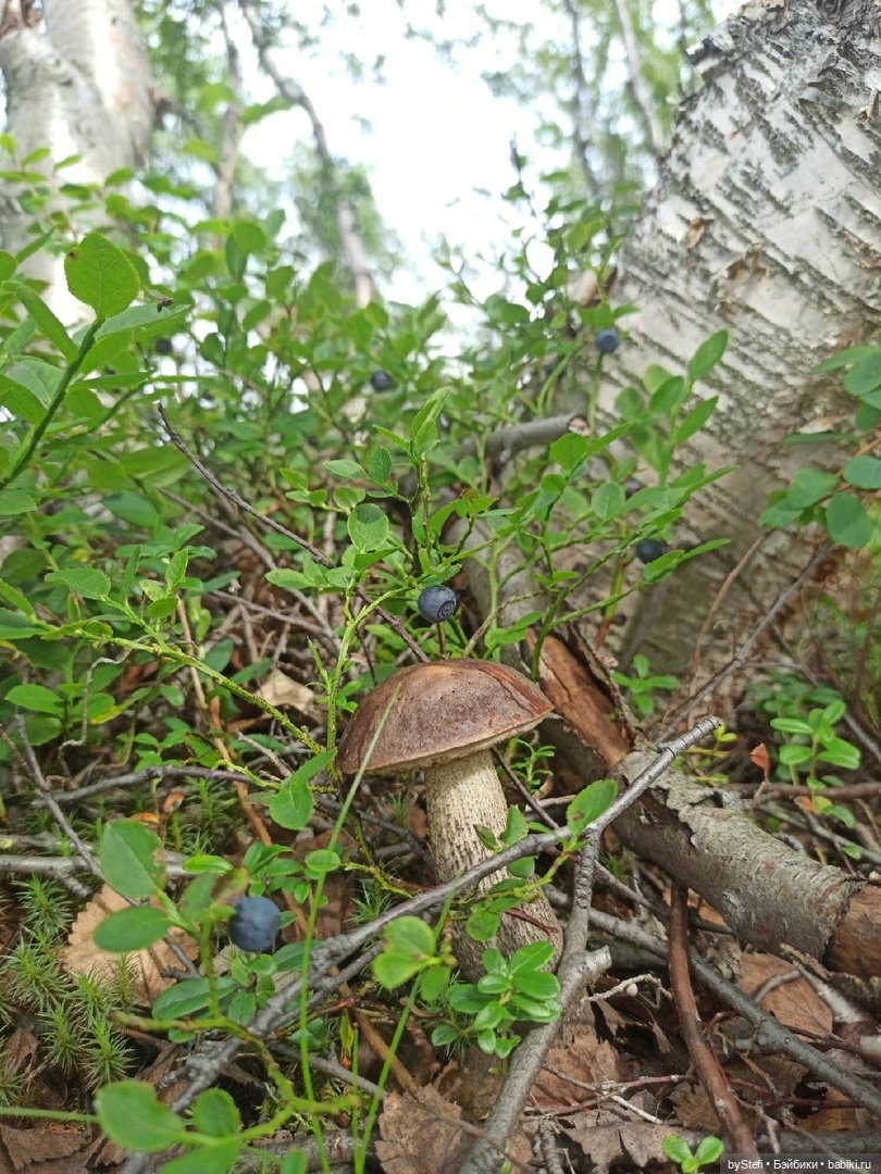 Немножко природы. Грибочки. 1 августа 2022 (фото 9)