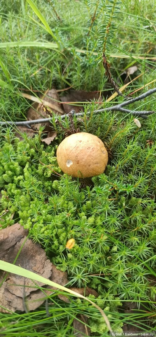 Немножко природы. Грибочки. 1 августа 2022