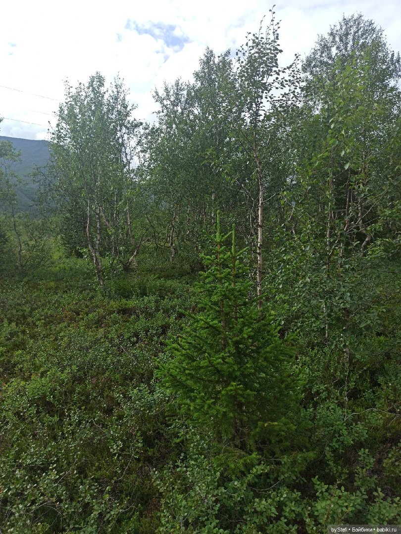 Немножко природы. Грибочки. 1 августа 2022