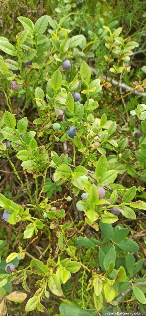 Немножко природы. Грибочки. 1 августа 2022