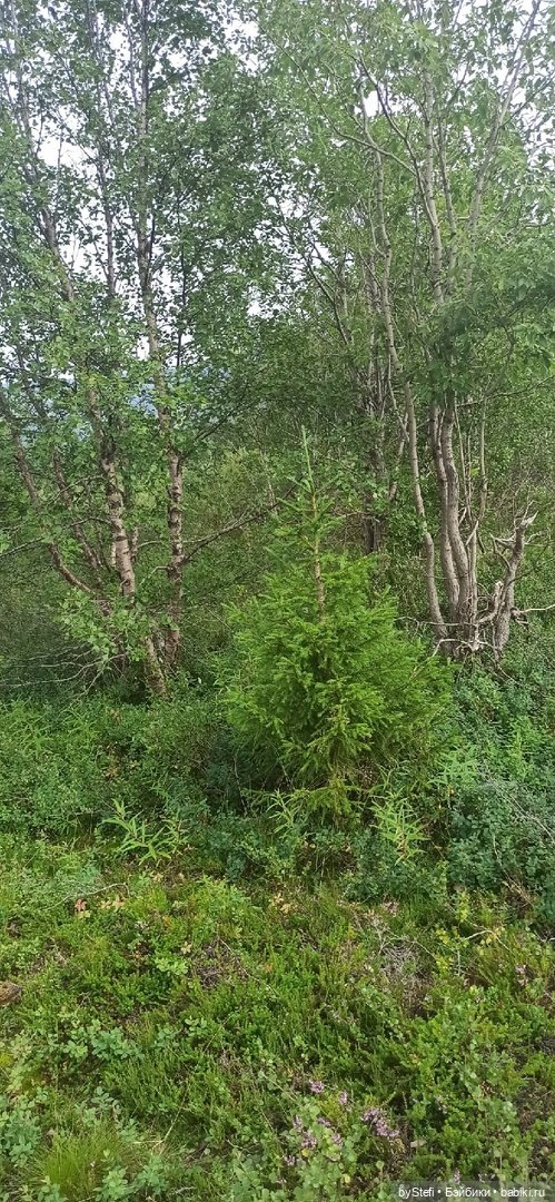 Немножко природы. Грибочки. 1 августа 2022