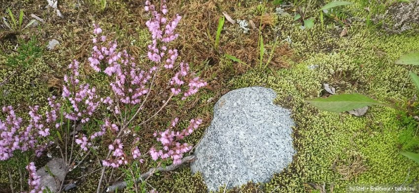 Немножко природы. Грибочки. 1 августа 2022