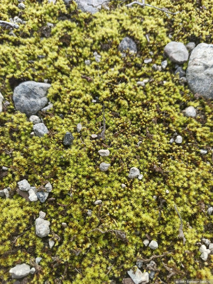 Немножко природы. Грибочки. 1 августа 2022