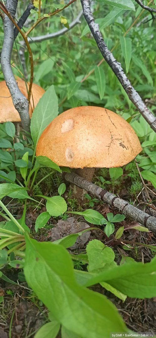 Немножко природы. Грибочки. 1 августа 2022