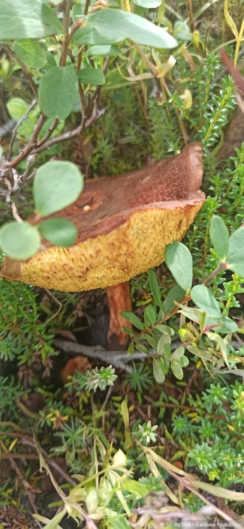 Немножко природы. Грибочки. 1 августа 2022