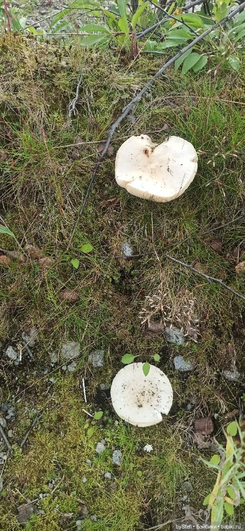 Немножко природы. Грибочки. 1 августа 2022