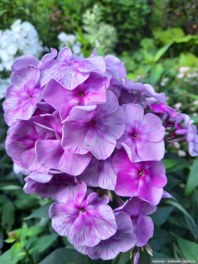 Королевская двойня — Винтажные куклы ГДР (Немки): Бигги